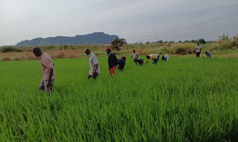 WhatsApp Image 2025-08-15 at 7.47.17 AM