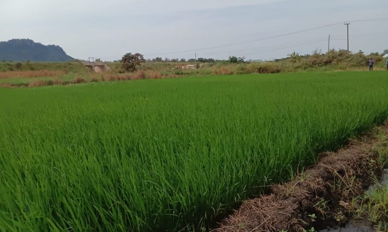 WhatsApp Image 2025-08-15 at 7.47.18 AM (1)